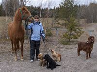 Ihan mahdotonta saada hevonen ja nelj koiraa poseeraamaan samaan aikaan (nyt Sunnya kutittaa...)